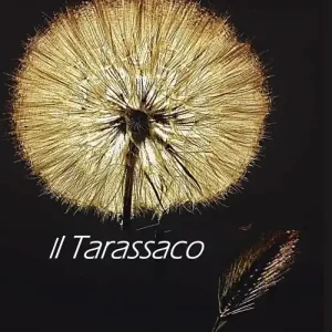 Il tarassaco Solo Oggi