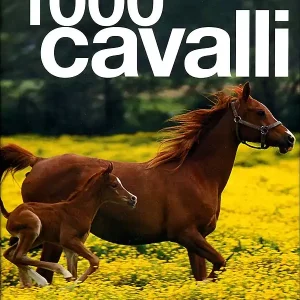 1000 cavalli Acquista Ora