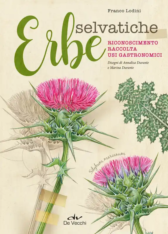 Erbe selvatiche Riconoscimento - Raccolta - Usi gastronomici Affare